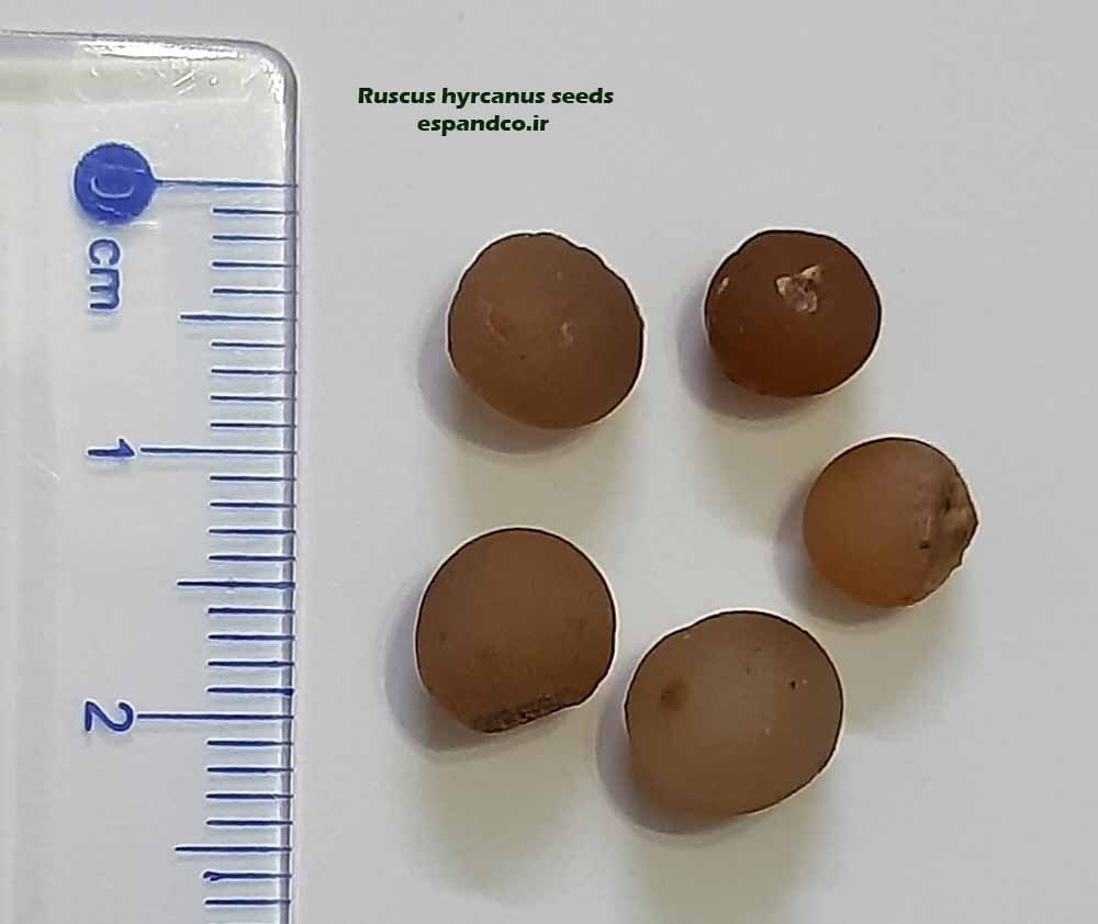 Ruscus hyrcanus seeds